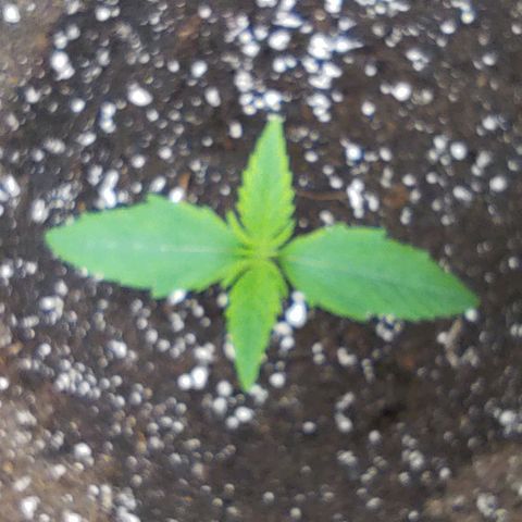 Gertrude growlog timeline photo