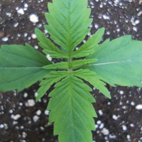 Gertrude growlog timeline photo