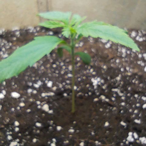 Gertrude growlog timeline photo