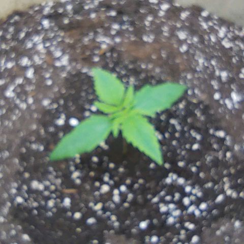Gertrude growlog timeline photo