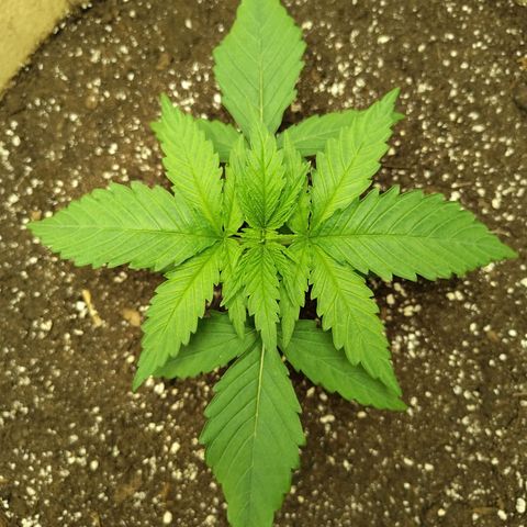 Gertrude growlog timeline photo