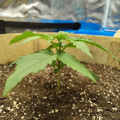 Gertrude growlog timeline photo