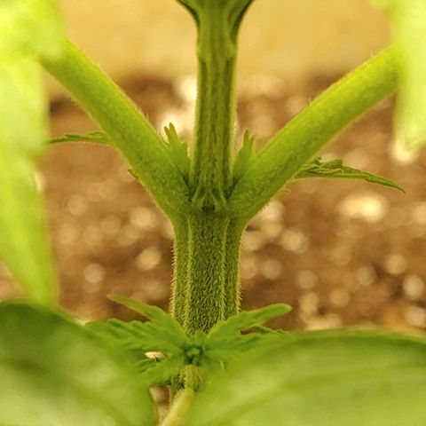 Gertrude growlog timeline photo