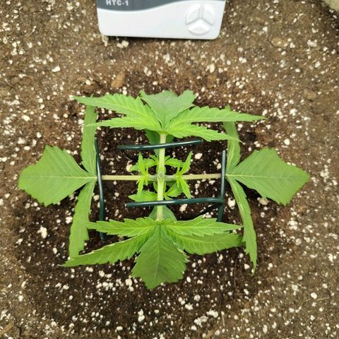 Gertrude growlog timeline photo