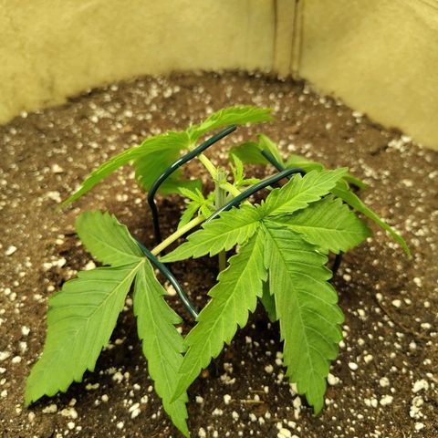 Gertrude growlog timeline photo