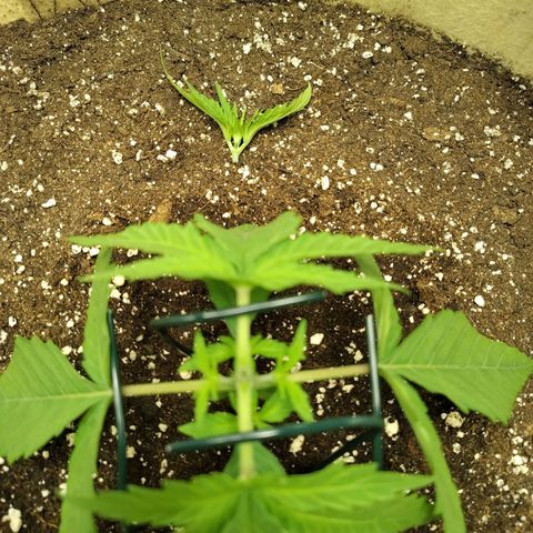 Gertrude growlog timeline photo