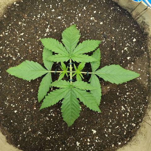 Gertrude growlog timeline photo