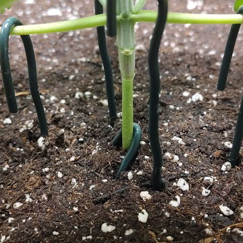Gertrude growlog timeline photo