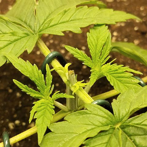 Gertrude growlog timeline photo