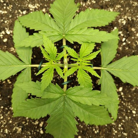 Gertrude growlog timeline photo