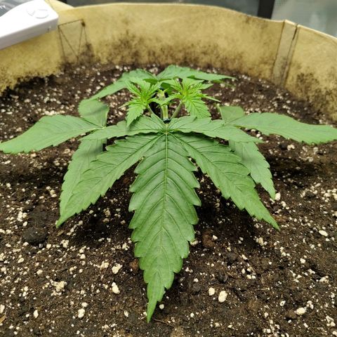 Gertrude growlog timeline photo