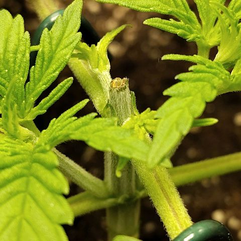 Gertrude growlog timeline photo
