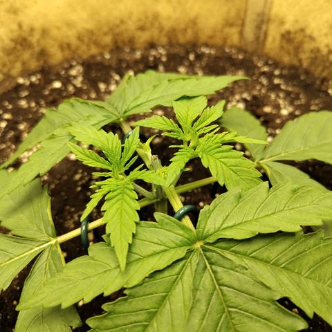 Gertrude growlog timeline photo