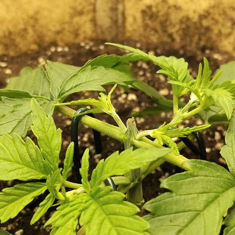 Gertrude growlog timeline photo