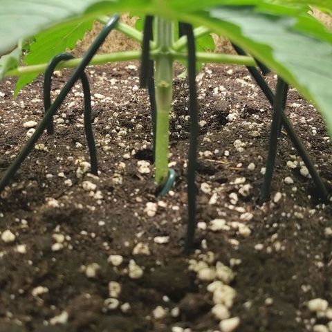 Gertrude growlog timeline photo