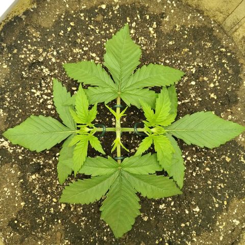 Gertrude growlog timeline photo