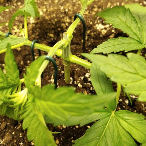 Gertrude growlog timeline photo