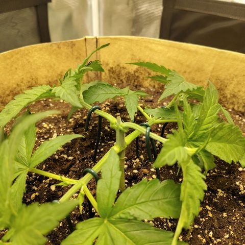 Gertrude growlog timeline photo