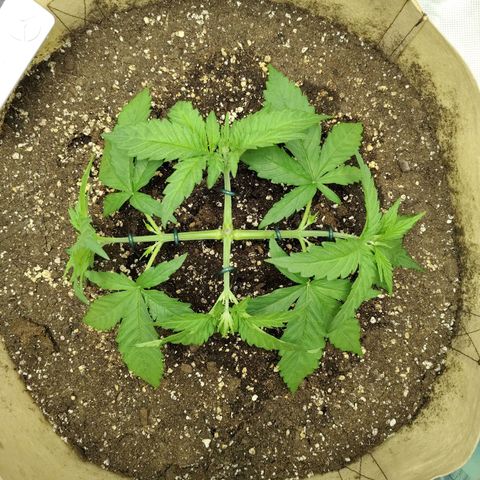Gertrude growlog timeline photo