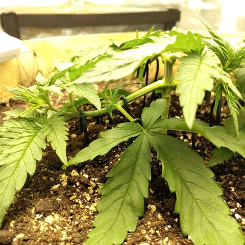 Gertrude growlog timeline photo