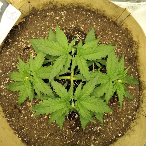 Gertrude growlog timeline photo