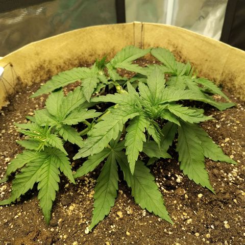 Gertrude growlog timeline photo