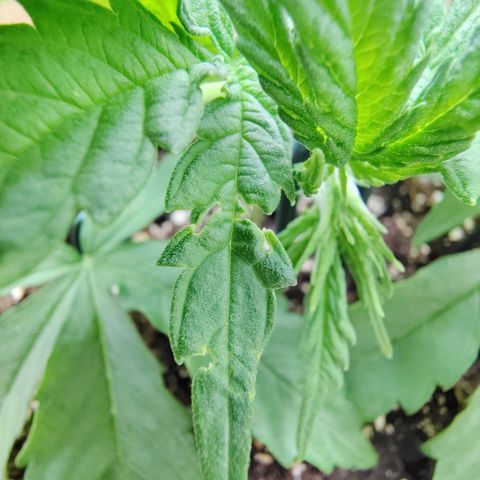 Gertrude growlog timeline photo