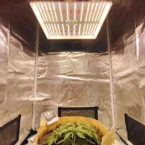 Gertrude growlog timeline photo