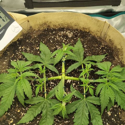 Gertrude growlog timeline photo