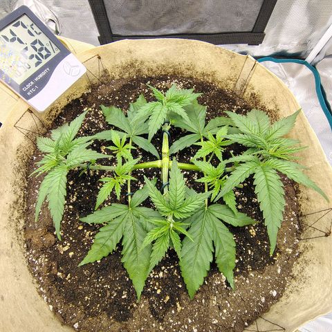 Gertrude growlog timeline photo