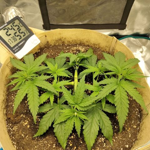Gertrude growlog timeline photo