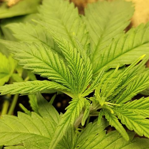Gertrude growlog timeline photo