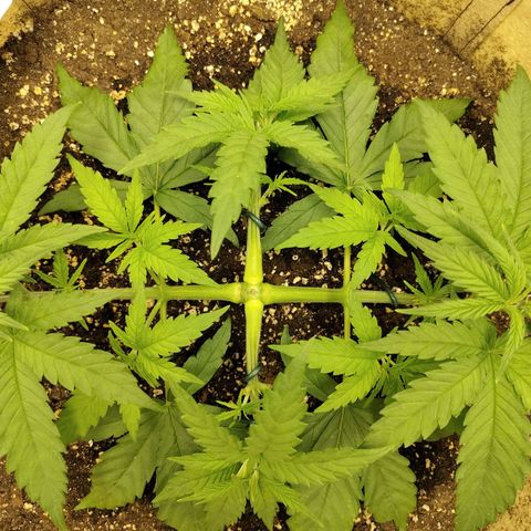Gertrude growlog timeline photo
