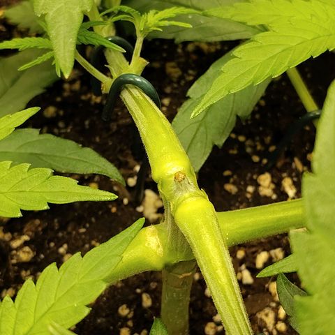 Gertrude growlog timeline photo