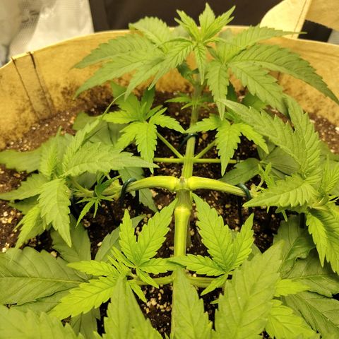Gertrude growlog timeline photo