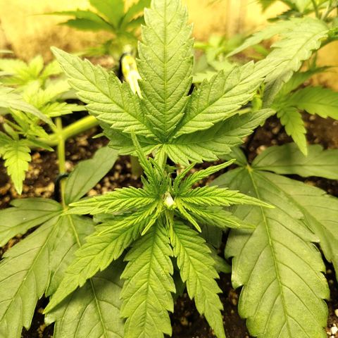 Gertrude growlog timeline photo