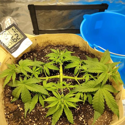Gertrude growlog timeline photo