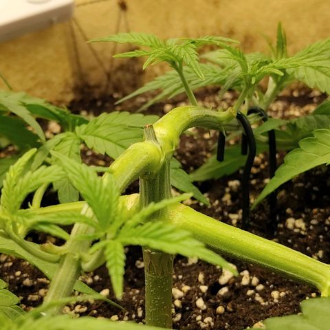 Gertrude growlog timeline photo