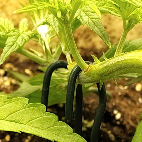 Gertrude growlog timeline photo