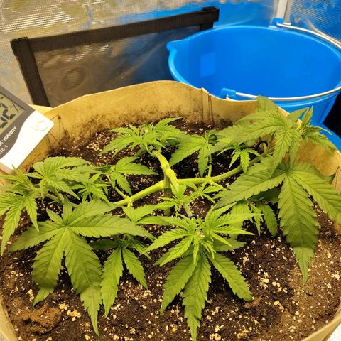 Gertrude growlog timeline photo