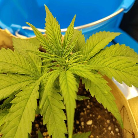 Gertrude growlog timeline photo
