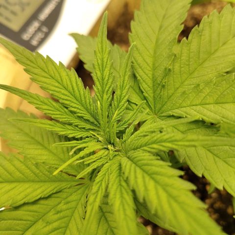 Gertrude growlog timeline photo
