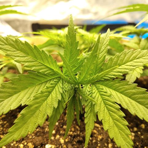 Gertrude growlog timeline photo