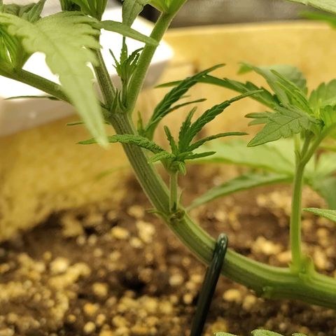 Gertrude growlog timeline photo