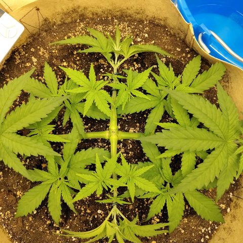 Gertrude growlog timeline photo