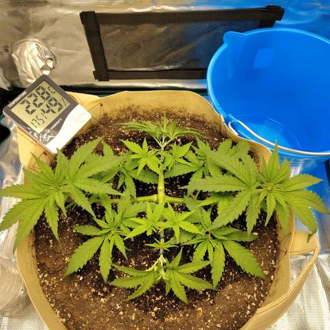 Gertrude growlog timeline photo