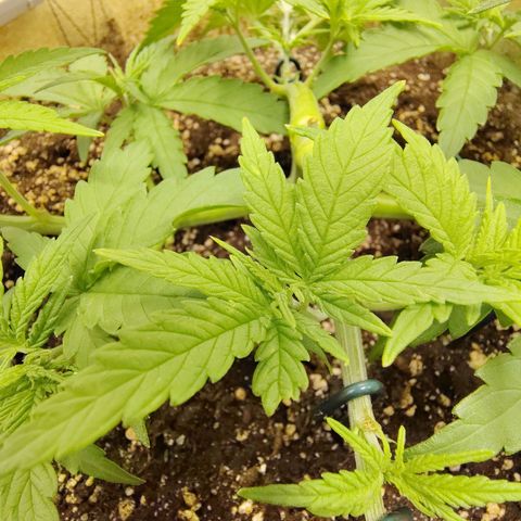 Gertrude growlog timeline photo