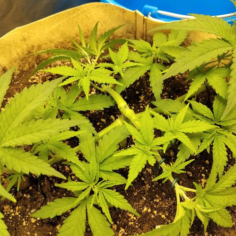 Gertrude growlog timeline photo