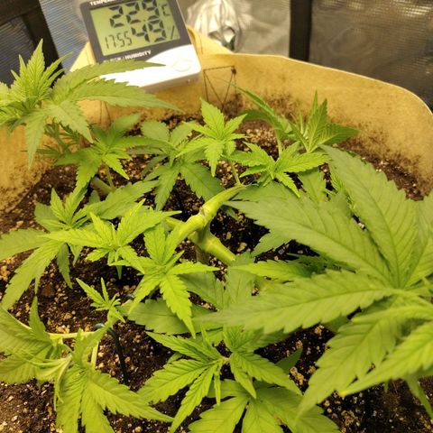 Gertrude growlog timeline photo
