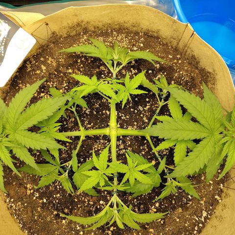 Gertrude growlog photo: LST